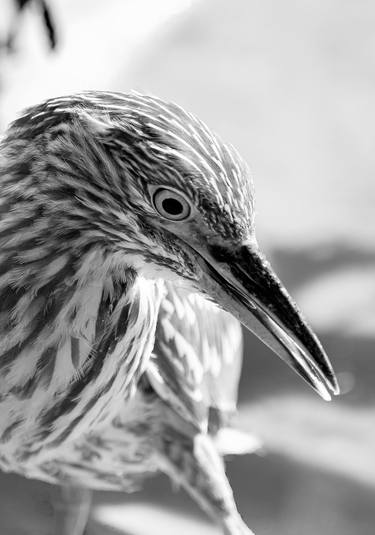 Original Fine Art Animal Photography by Sergio  Cerezer