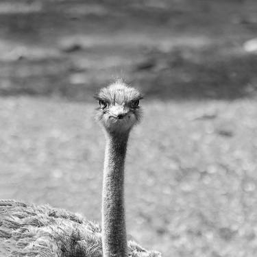 Original Fine Art Animal Photography by Sergio  Cerezer