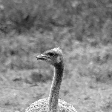 Original Fine Art Animal Photography by Sergio  Cerezer