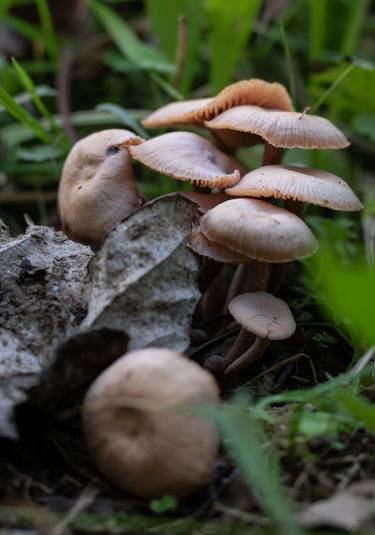 Print of Botanic Photography by Sergio Cerezer