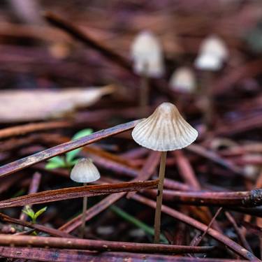 Print of Botanic Photography by Sergio Cerezer