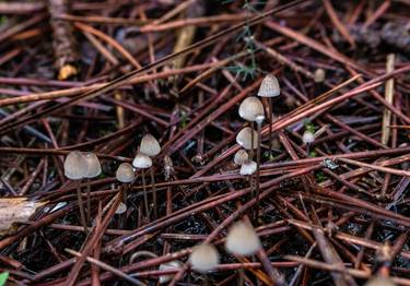 Print of Botanic Photography by Sergio Cerezer