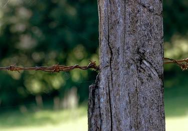 Original Surrealism Botanic Photography by Sergio Cerezer