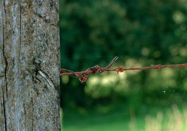 Original Botanic Photography by Sergio Cerezer