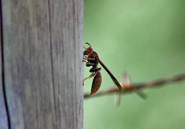 Original Animal Photography by Sergio Cerezer