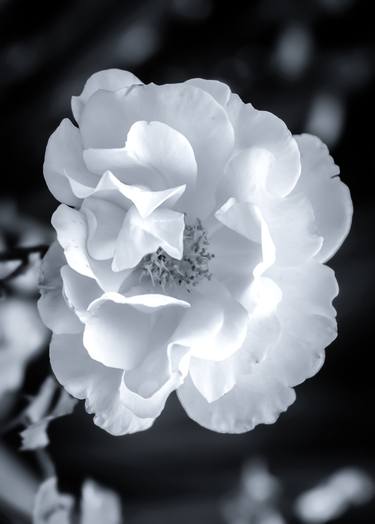Print of Floral Photography by Sergio Cerezer
