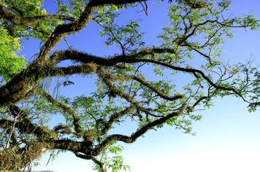 Original Tree Photography by Sergio Cerezer