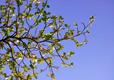 Print of Fine Art Tree Photography by Sergio Cerezer