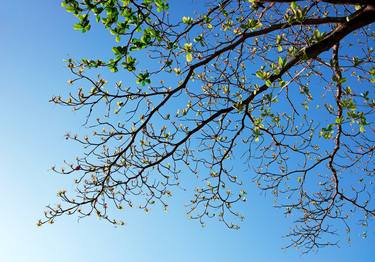 Print of Tree Photography by Sergio Cerezer