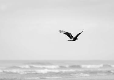 Print of Airplane Photography by Sergio Cerezer