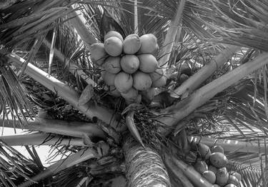 The Shadow of the Coconut Tree thumb