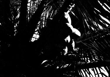 The Shadow of the Coconut Tree thumb