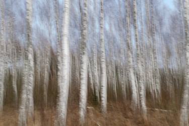 spring birch grove thumb