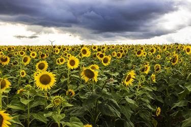 The sunflower field thumb