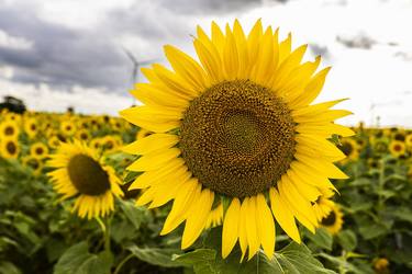 Print of Conceptual Floral Photography by Ajay Garg