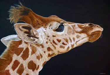 Magnificent Giraffe thumb