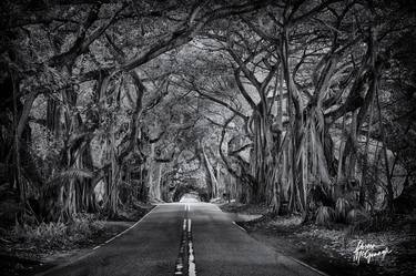 Shadows on the Old Florida Road thumb