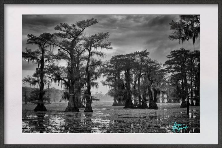 B&W Swamp Photo Set black and White Bayou 