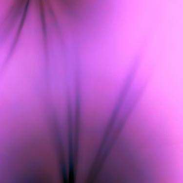 Print of Abstract Floral Photography by Jim Robinson