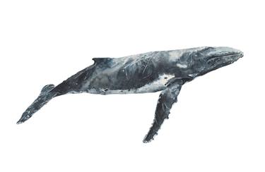 Bilgola the Humpback Whale thumb
