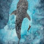 Whale Shark Encounter by Leah Ramage