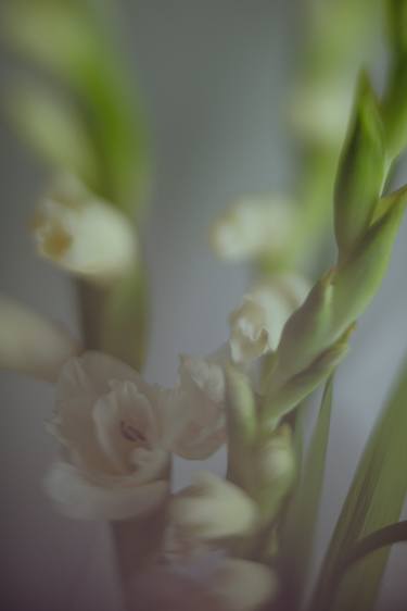 Gladioli thumb