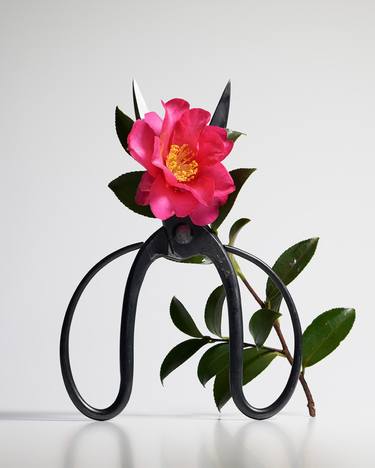 Scissors and Camellia - Limited Edition of 20 thumb