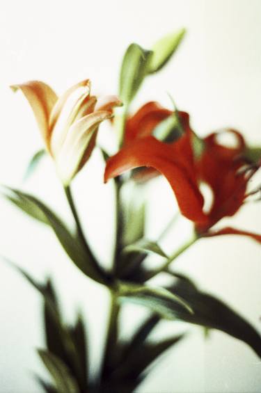 Original Minimalism Floral Photography by Agustin Armanino Méndez
