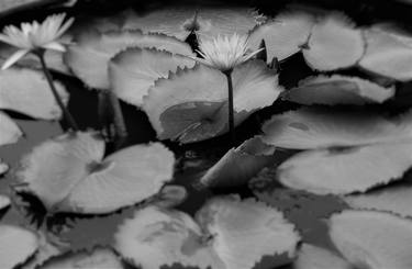 Print of Botanic Photography by Anand Agarwal