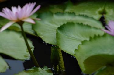 Print of Documentary Floral Photography by Anand Agarwal