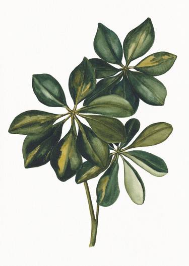 Original Minimalism Botanic Paintings by Viktoryia Zhuleha