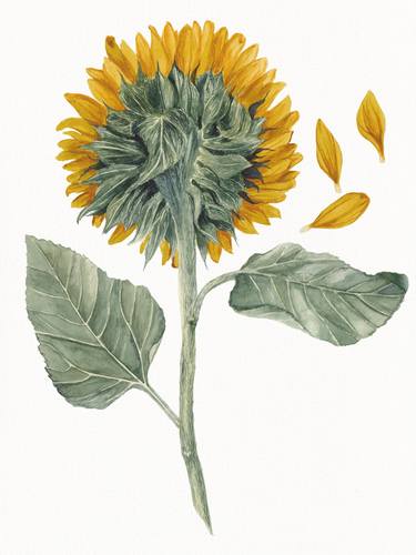 Sunflower thumb