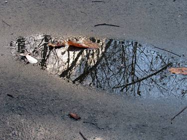 Original Abstract Nature Photography by Kimberlee Forbes