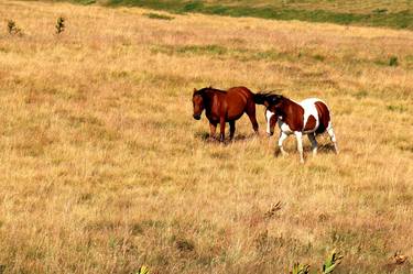 Print of Fine Art Horse Photography by Goran Ristic