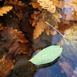 Lonely leaf by Goran Ristic