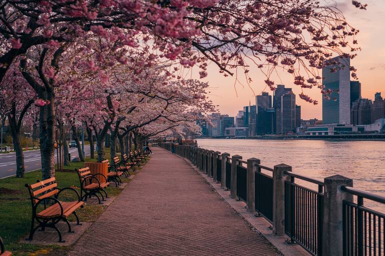 Cherry Blossoms on Roosevelt Island