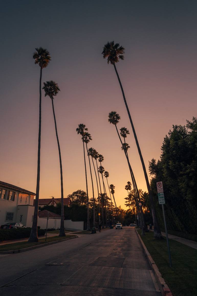 los angeles palm trees sunset