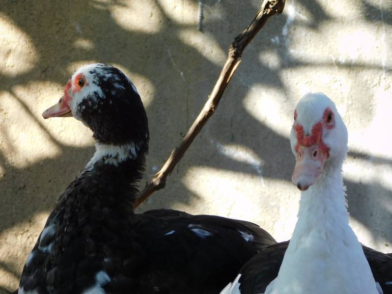 Muscovy Ducks Photography by Matthias Herzog | Saatchi Art