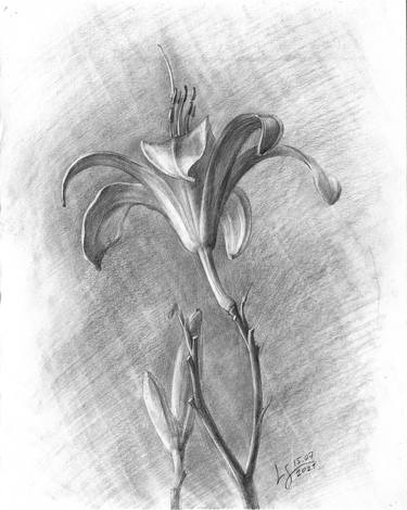 Original Floral Drawings by Svitlana Lagutina