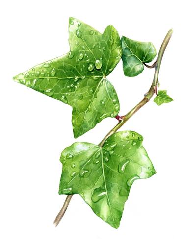 Green ivy leaves with dew drops. thumb