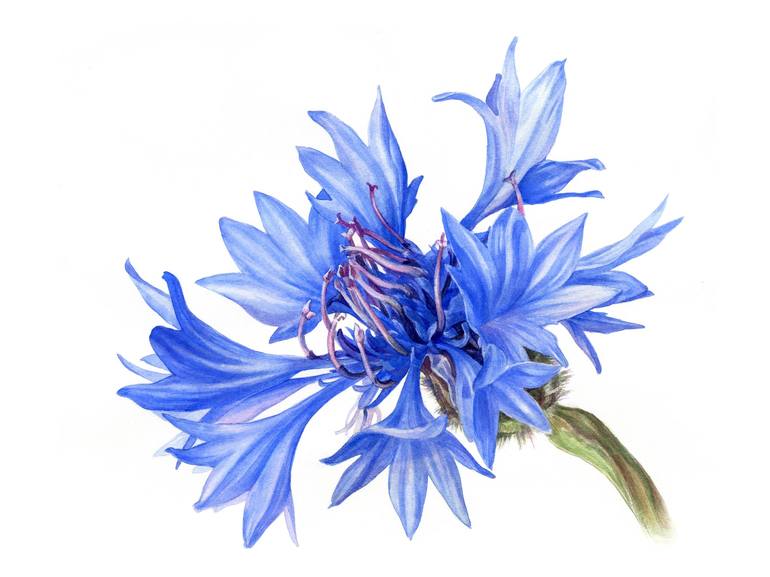 Cornflowers Watercolour Print cheapest