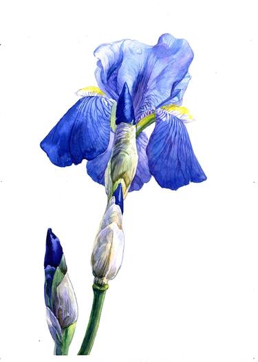 Print of Realism Botanic Paintings by Svitlana Lagutina