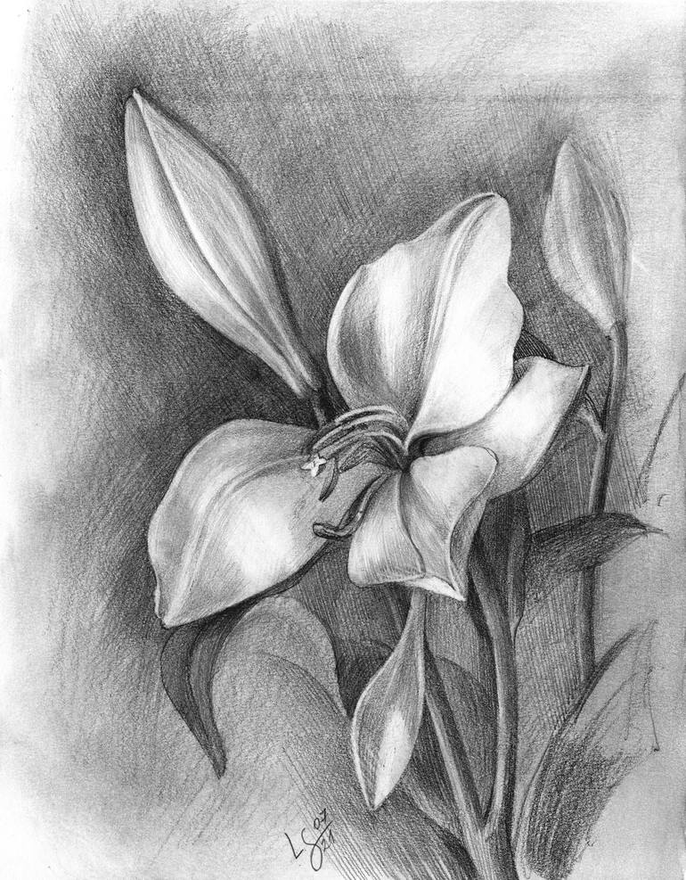 Lily, bud and wilted flower, pencil drawing Drawing by Svitlana