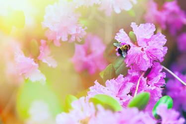 BeeImages,Spring Images ,Warm,Nature Images,Flower Images,Sunlight,HD Wallpapers,Pink Wallpapers,Garden,Blur Backgrounds,Colorful,Summer Images ,Insect,Invertebrate,Animals Pictures,Apidae,Honey Bee,Bumblebee thumb