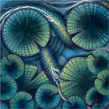 Collection Exteriority