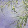 colse_ up detail of Solitude_Bamboo