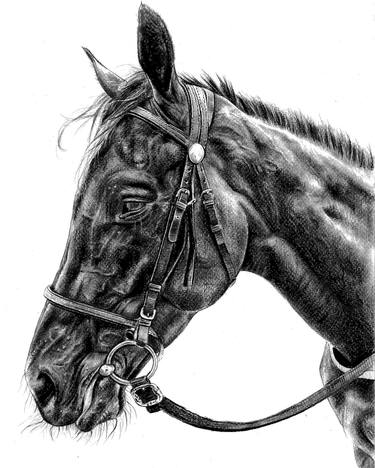 Print of Fine Art Horse Drawings by Doroteja Ilic