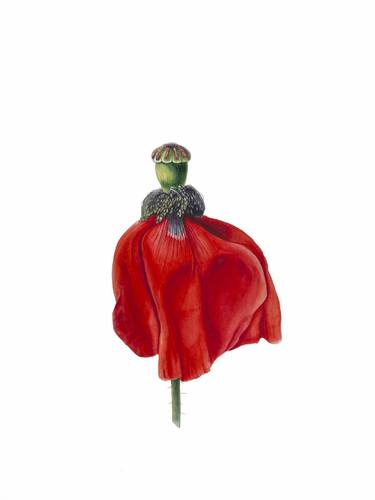 Dancing red poppy. Original watercolour artwork. thumb