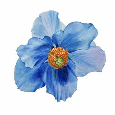 Blue poppy. Original watercolor artwork. thumb