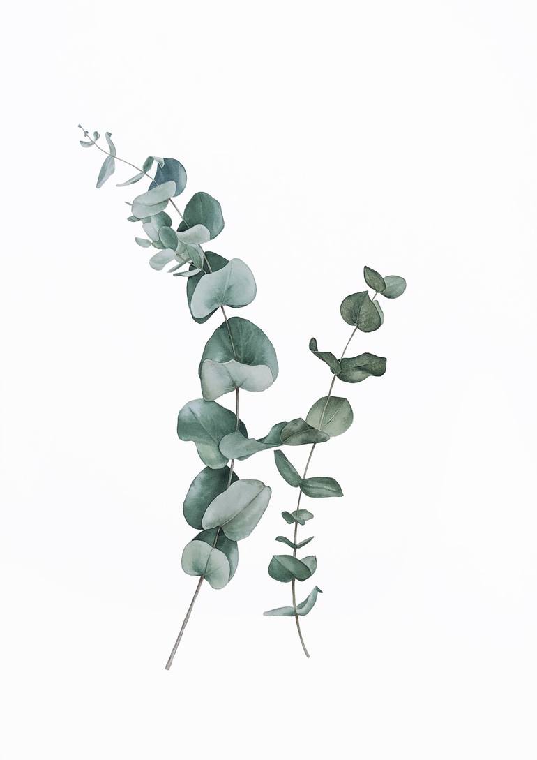 Eucalyptus family. Watercolor. Painting by Nataliia Kupchyk | Saatchi Art